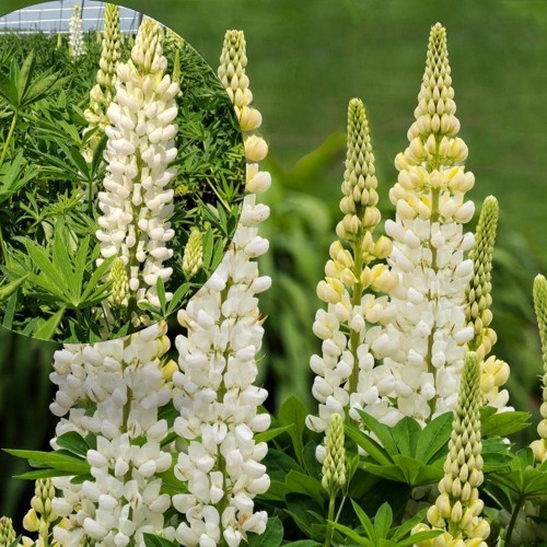 Lupinus polyphyllus 'Lupini White Shades' - Hulgalehine lupiin 'Lupini White Shades' P9/0,55L